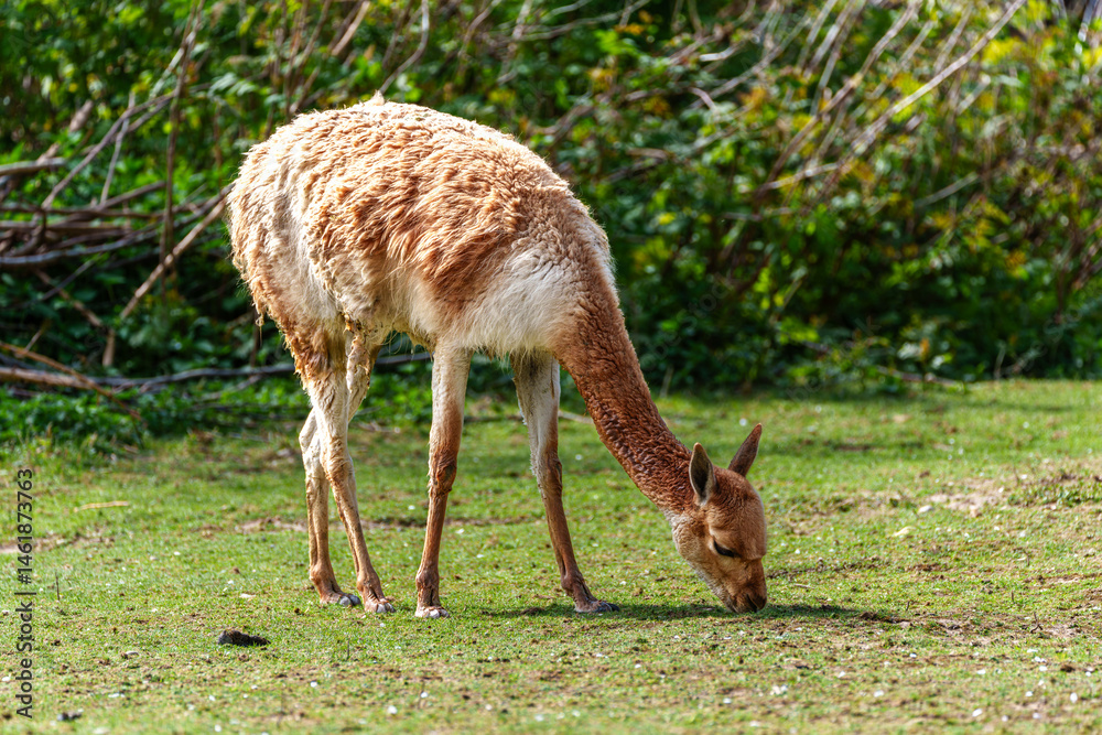 Vicunas, Vicugna Vicugna, relatives of the llama in a German park