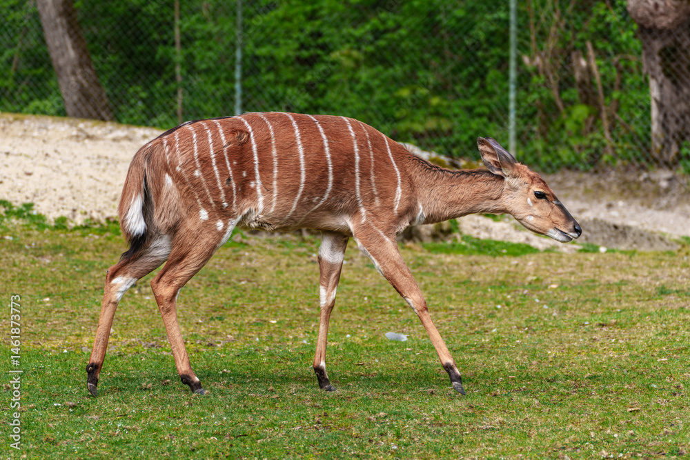 Nyala Antelope - Tragelaphus angasii. Wild life animal.