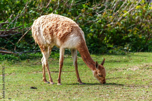 Obraz na płótnie Vicunas, Vicugna Vicugna, relatives of the llama in a German park w salonie