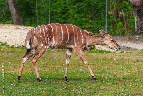 Obraz na płótnie Nyala Antelope - Tragelaphus angasii. Wild life animal. w salonie