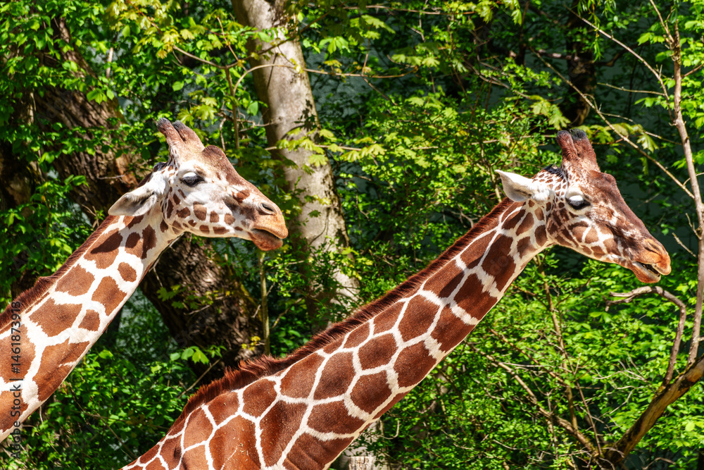 The giraffe, Giraffa camelopardalis is an African mammal