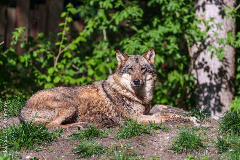 European Grey Wolf, Canis lupus in a german park