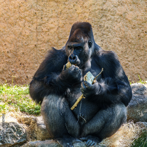 Gorillas are ground-dwelling, predominantly herbivorous apes, Sub-Saharan Africa