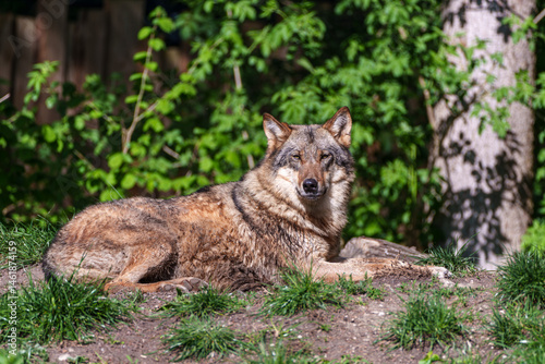 Obraz na płótnie European Grey Wolf, Canis lupus in a german park w salonie