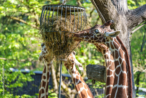 Obraz na płótnie The giraffe, Giraffa camelopardalis is an African mammal w salonie