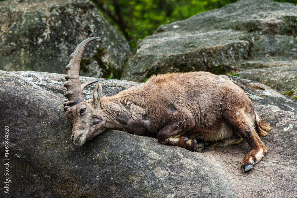 Young baby mountain ibex or capra ibex on a rock