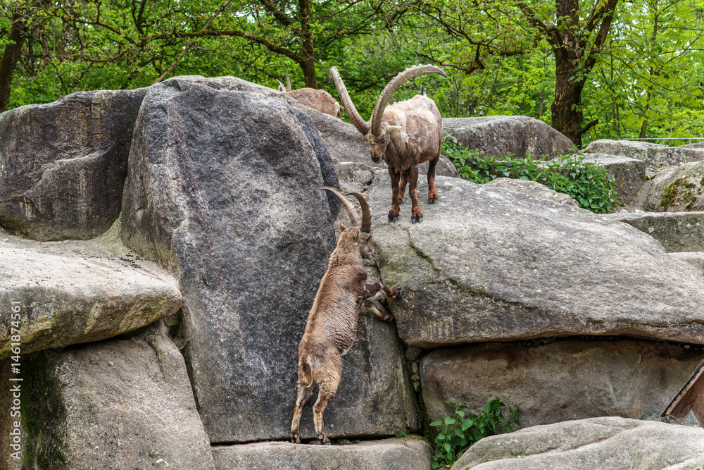 Two Ibex Mountain goats fight head to head over female and territory