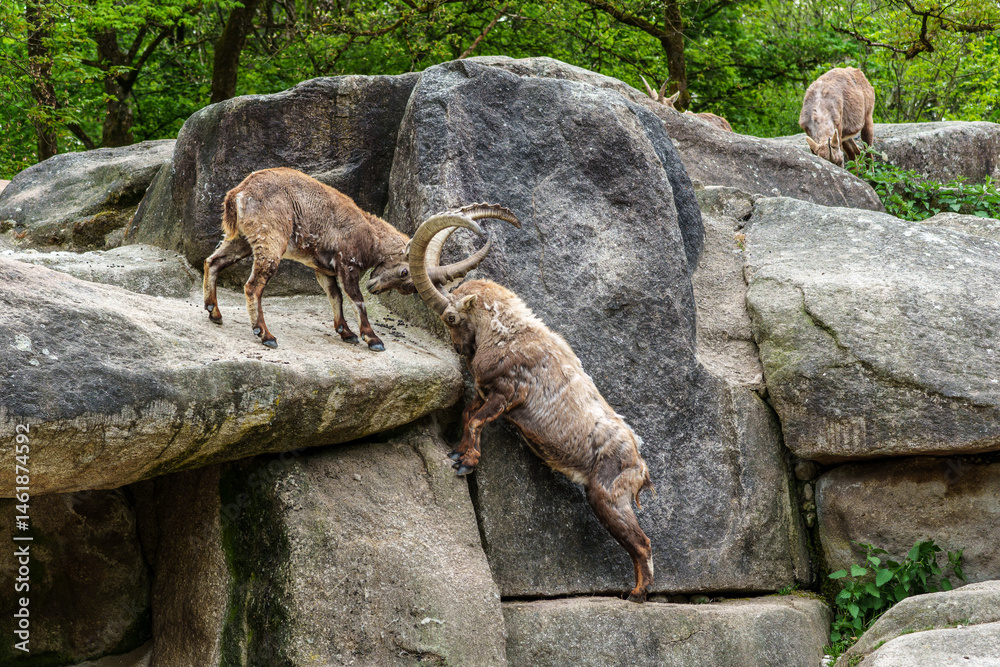 Two Ibex Mountain goats fight head to head over female and territory