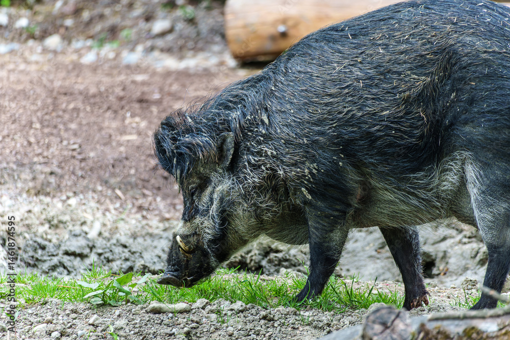 The Visayan warty pig, Sus cebifrons is a critically endangered pig