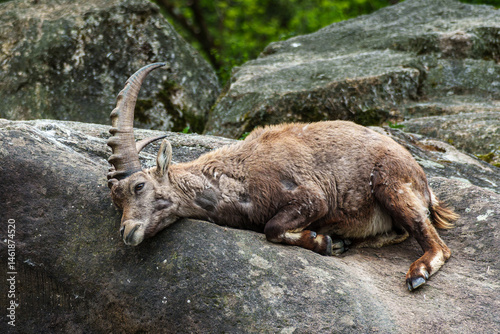 Obraz na płótnie Young baby mountain ibex or capra ibex on a rock w salonie