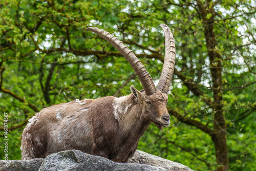 Alpine ibex, Capra ibex is a species of wild goat that lives in the mountains of the European Alps.