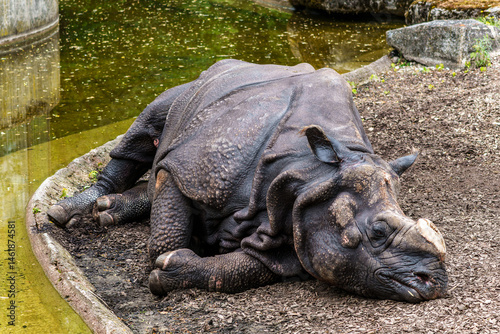 Obraz na płótnie The Indian Rhinoceros, Rhinoceros unicornis aka Greater One-horned Rhinoceros w salonie