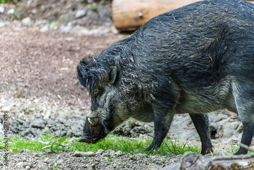 Obraz na płótnie The Visayan warty pig, Sus cebifrons is a critically endangered pig w salonie