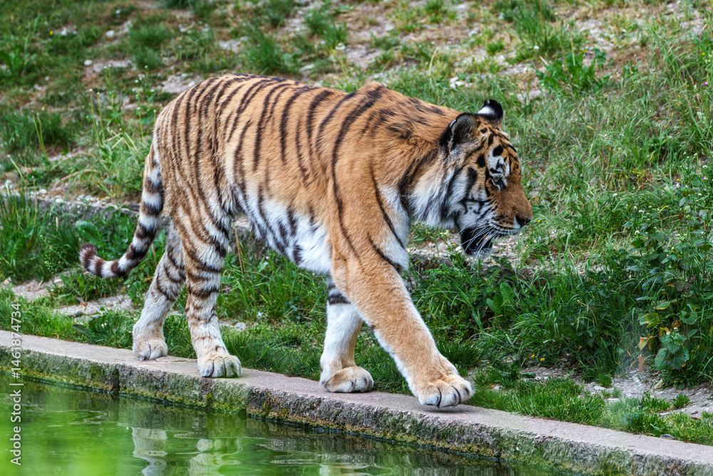The Siberian tiger,Panthera tigris altaica in a park