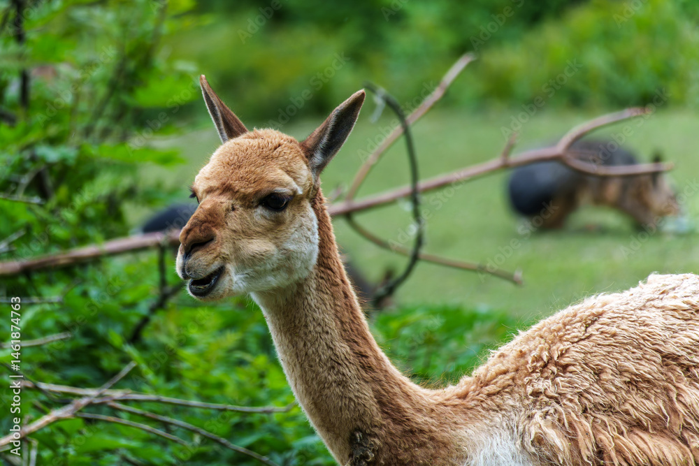 Vicunas, Vicugna Vicugna, relatives of the llama in a German park