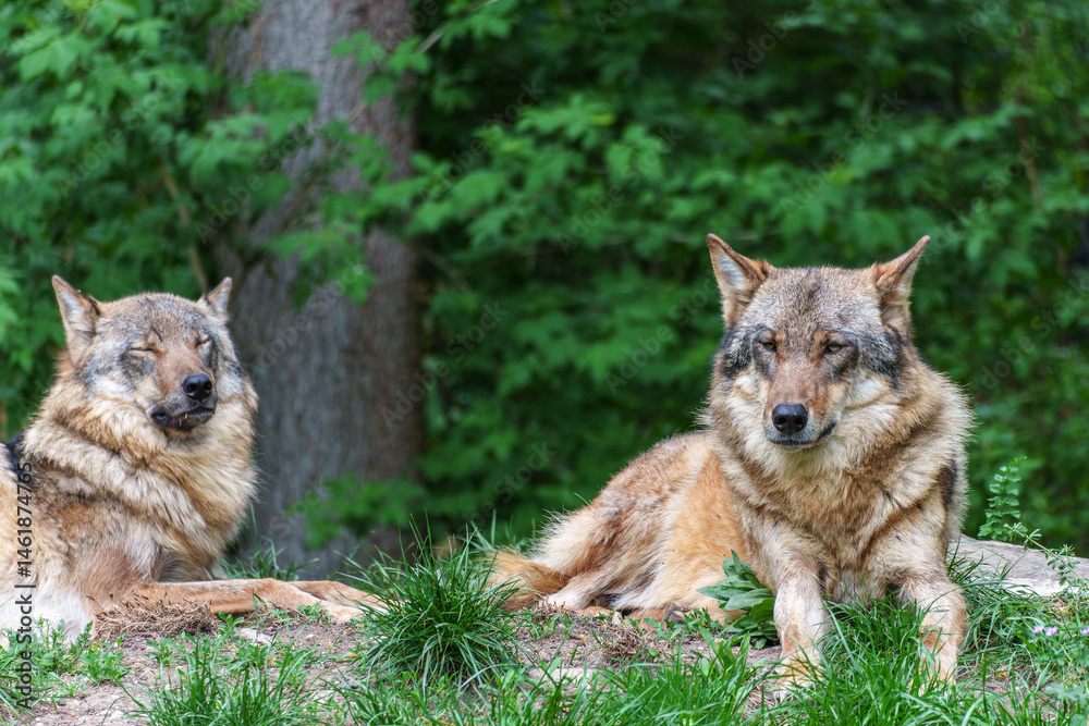 European Grey Wolf, Canis lupus in a german park
