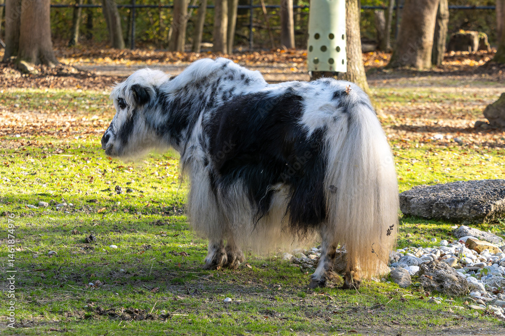 The domestic Yak, Bos mutus grunniens in a park