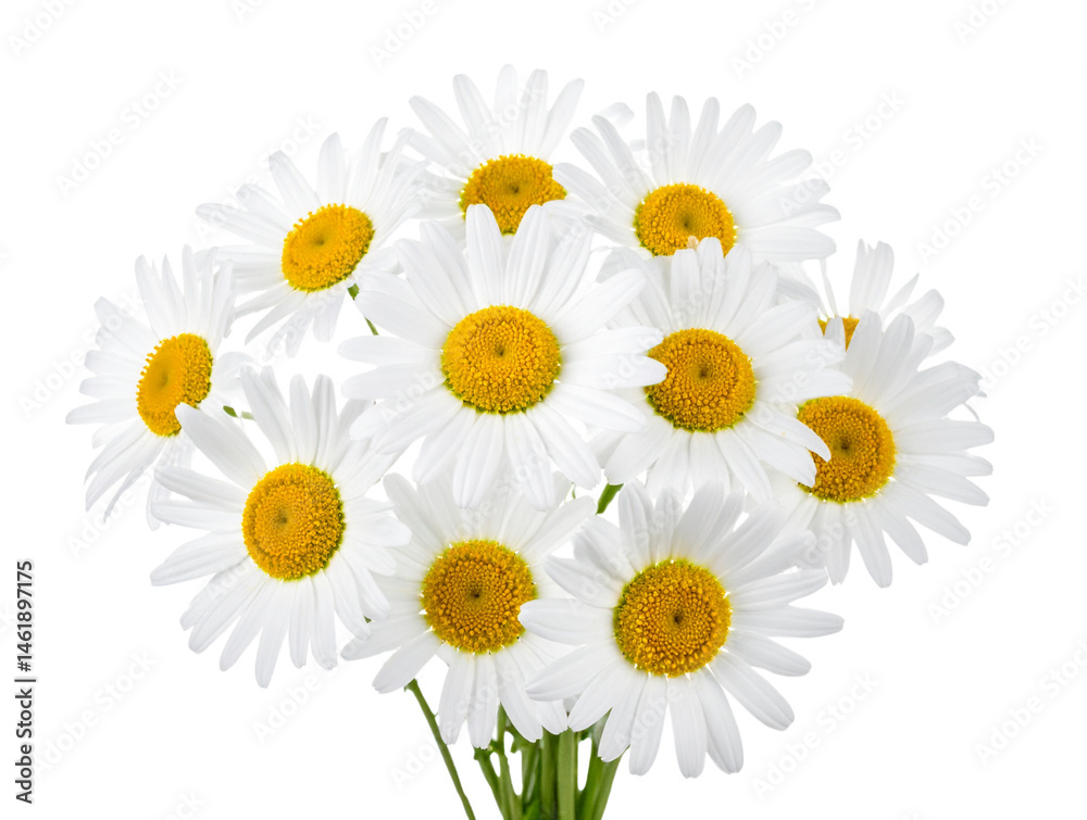 Fototapeta premium A delightful arrangement of daisy flowers in full bloom, featuring white petals and bright yellow centers, isolated on a pristine white background