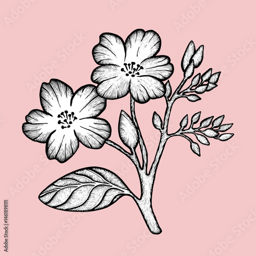 Isolated Hand Drawn Engraved Flower Branch with Leaves and Buds – Retro Botanical Illustration in Black and White Line Art on Soft Pink Background for Design, Prints, or Stationery