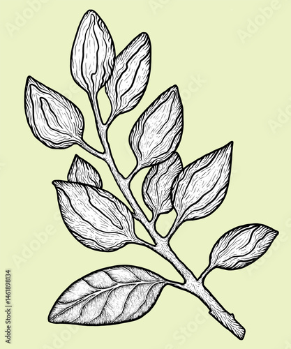 Engraved Botanical Illustration of Pistachio Branch with Leaves and Nuts – Hand Drawn Vintage-Style Plant Sketch, Isolated on Green Background for Design, Packaging, or Decor..
