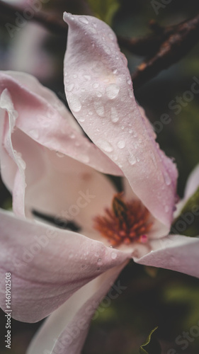 Close-up of a raindrop hanging from a green leaf next to soft pink magnolia petals, creating a delicate and moody spring scene