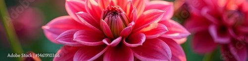 Vibrant dahlia petals in full bloom, close-up shot, bloom, flowers, dahlia