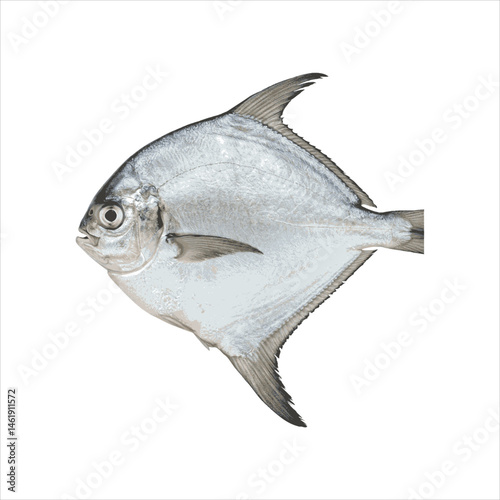 Pomfret Fish Vector – Silver Marine Food Illustration
