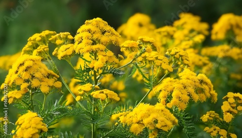 isatis tinctoria dyer s woad yellow flowers closeup selective focus