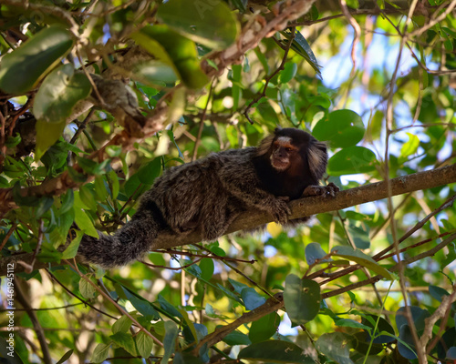 Marmoset at Niteroi -Rio de Janeiro