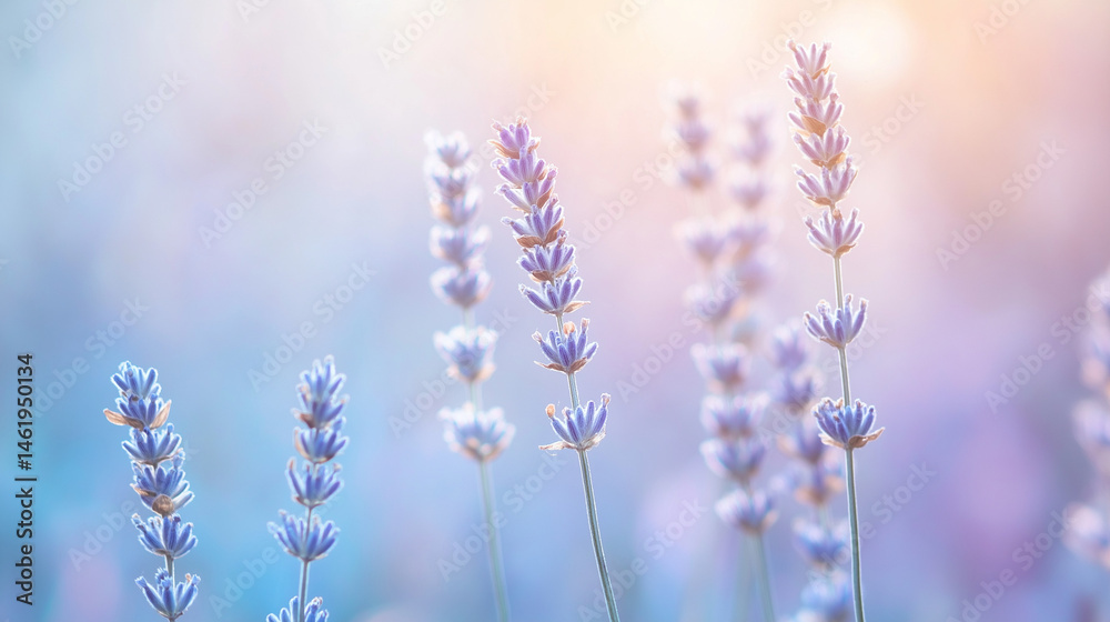 Fototapeta premium A multi-purpose visual content highlight vibrant wildflower meadow: a harmonious blend of lavender, fern-leaf, catnip, broomrape, lupine, delphinium, and lupin in a green oasis.