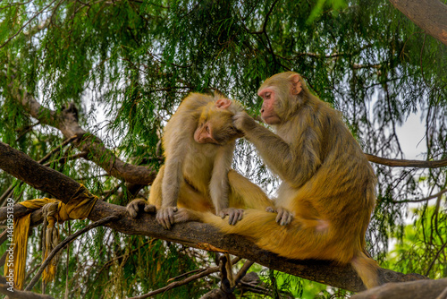 Macacos en el templo de los monos de swayambhunath, en katmandú, nepal