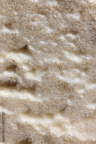 Wallpaper Mural Macro view of intricate Dead Sea salt crystallization showing delicate lace-like patterns. Natural mineral formations with white and beige tones create a complex textured surface resembling coral. Torontodigital.ca