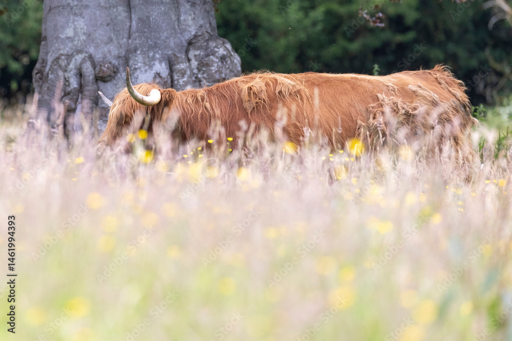 A highland cow grazing in a field outside of Blair Castle in Scotland.