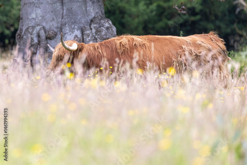 Obraz na płótnie A highland cow grazing in a field outside of Blair Castle in Scotland. w salonie