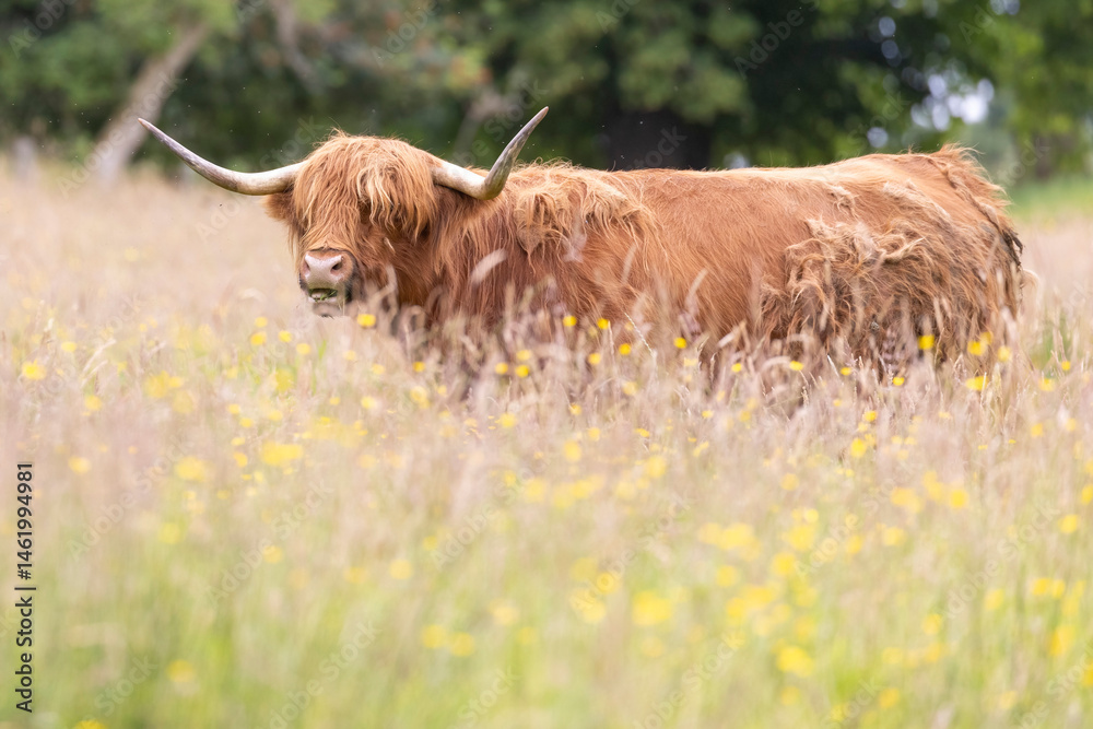 A highland cow grazing in a field outside of Blair Castle in Scotland.