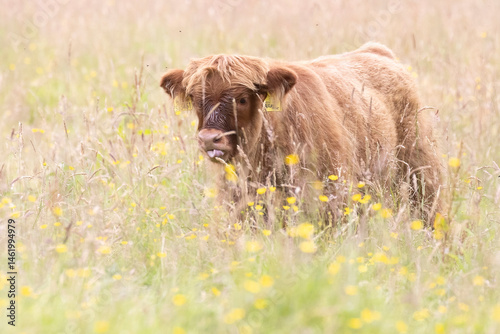 A highland cow grazing in a field outside of Blair Castle in Scotland. photo
