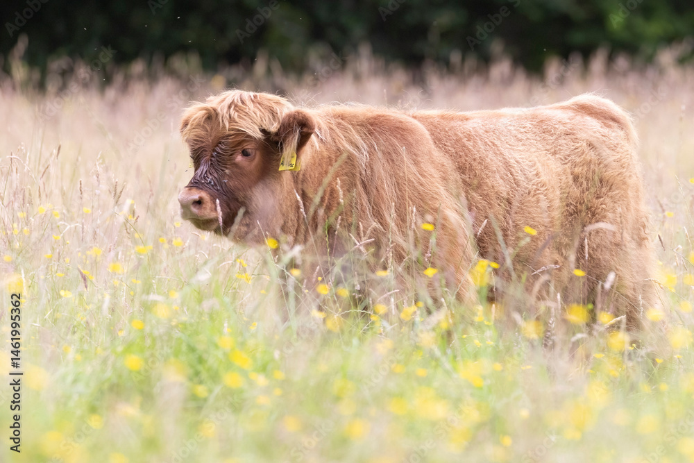 A highland cow grazing in a field outside of Blair Castle in Scotland.