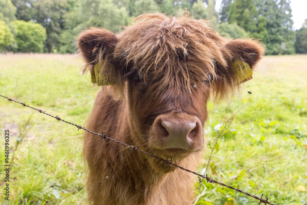 A highland cow grazing in a field outside of Blair Castle in Scotland.