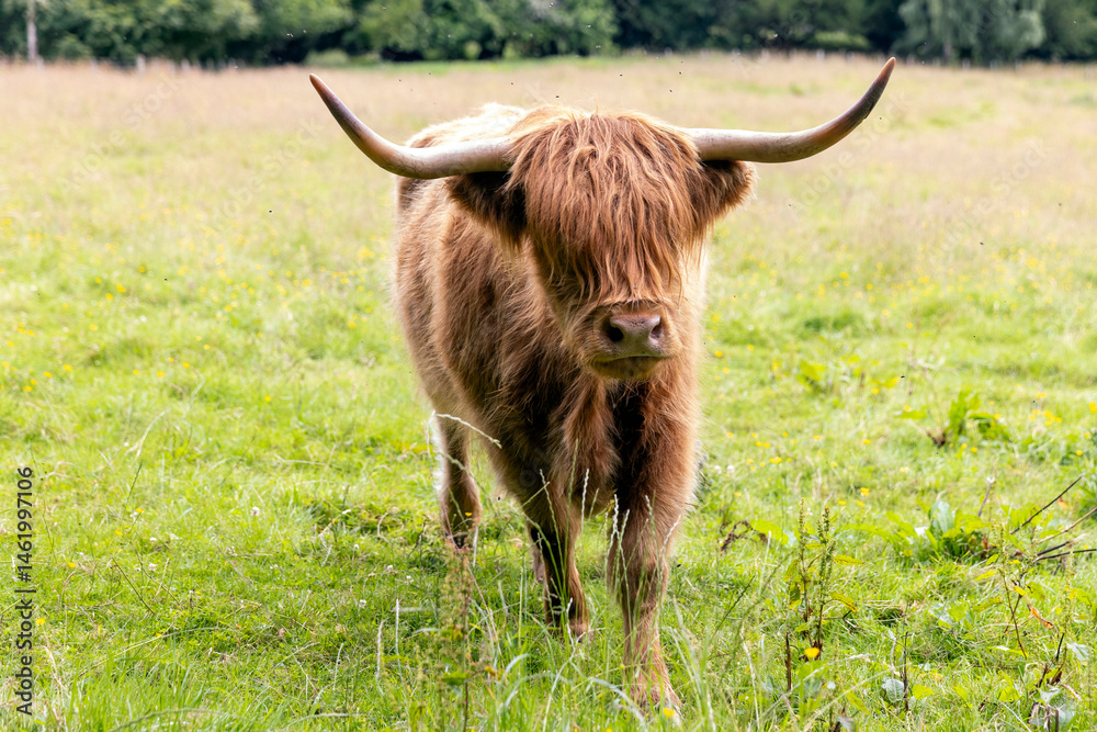 A highland cow grazing in a field outside of Blair Castle in Scotland.