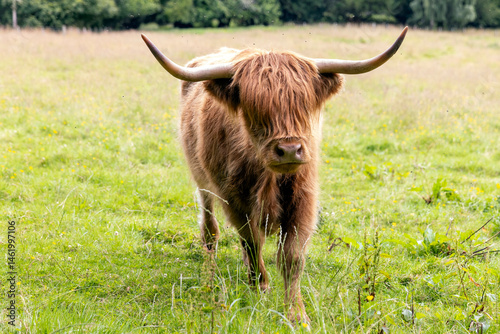 Obraz na płótnie A highland cow grazing in a field outside of Blair Castle in Scotland. w salonie