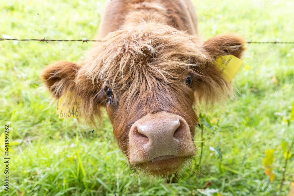 A highland cow grazing in a field outside of Blair Castle in Scotland.