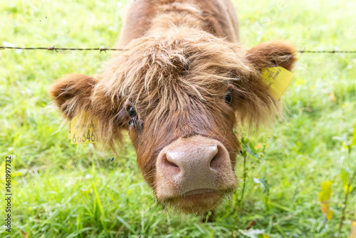 Obraz na płótnie A highland cow grazing in a field outside of Blair Castle in Scotland. w salonie