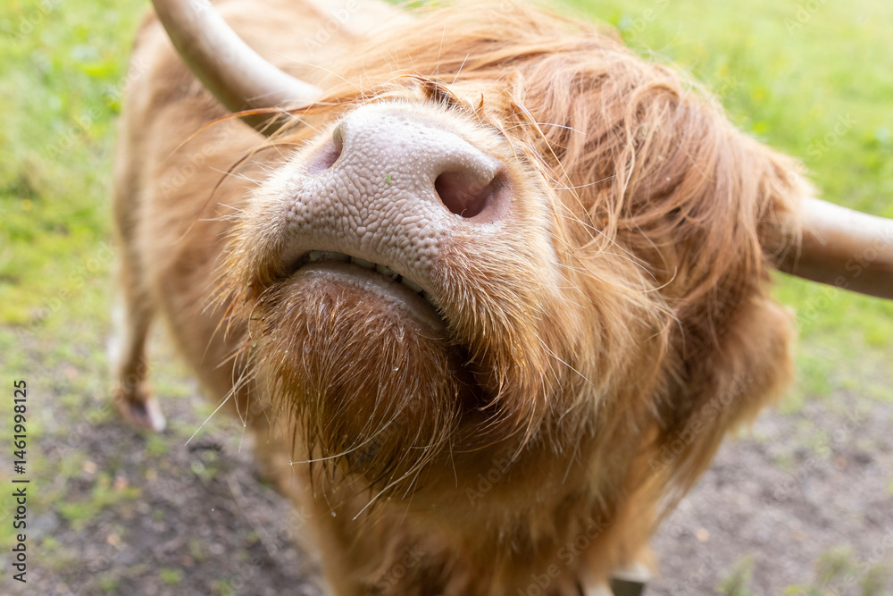 A highland cow grazing in a field outside of Blair Castle in Scotland.