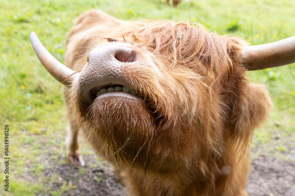 A highland cow grazing in a field outside of Blair Castle in Scotland.