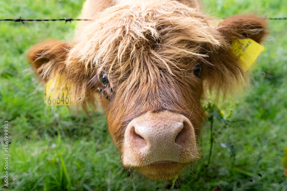 A highland cow grazing in a field outside of Blair Castle in Scotland.