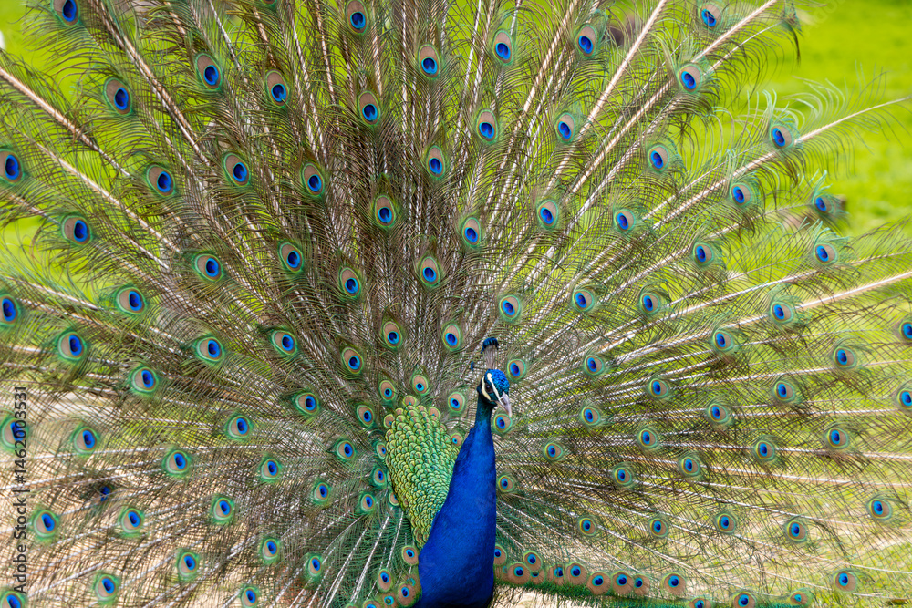 Obraz premium Vibrant peacock displaying its colorful plumage with intricate feather patterns in a lush green environment, showcasing natural beauty and elegance