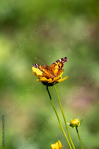 American Lady Butterfly at Tyler State Park