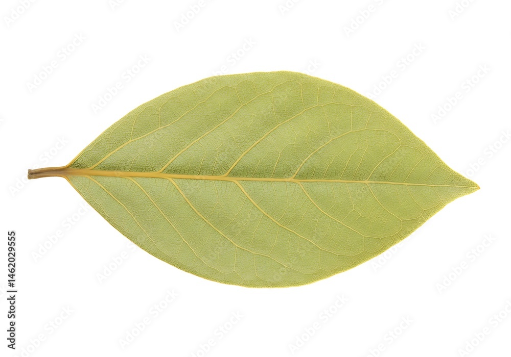 Fototapeta premium Close up shot of a single green bay leaf with visible veins isolated on a white background plain studio shot