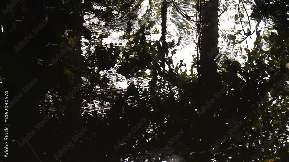 Reflections of trees distorted by gentle ripples in water Reflections of trees distorted by gentle ripples in water