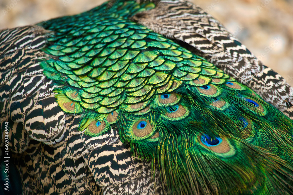 Fototapeta premium Close-up of colorful peacock feathers with shimmering shades of green and blue.